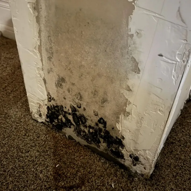 Professional Mold Removal in New Hempstead, NY